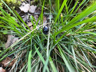 Beetle in grass - credit to Bryony Hawkes